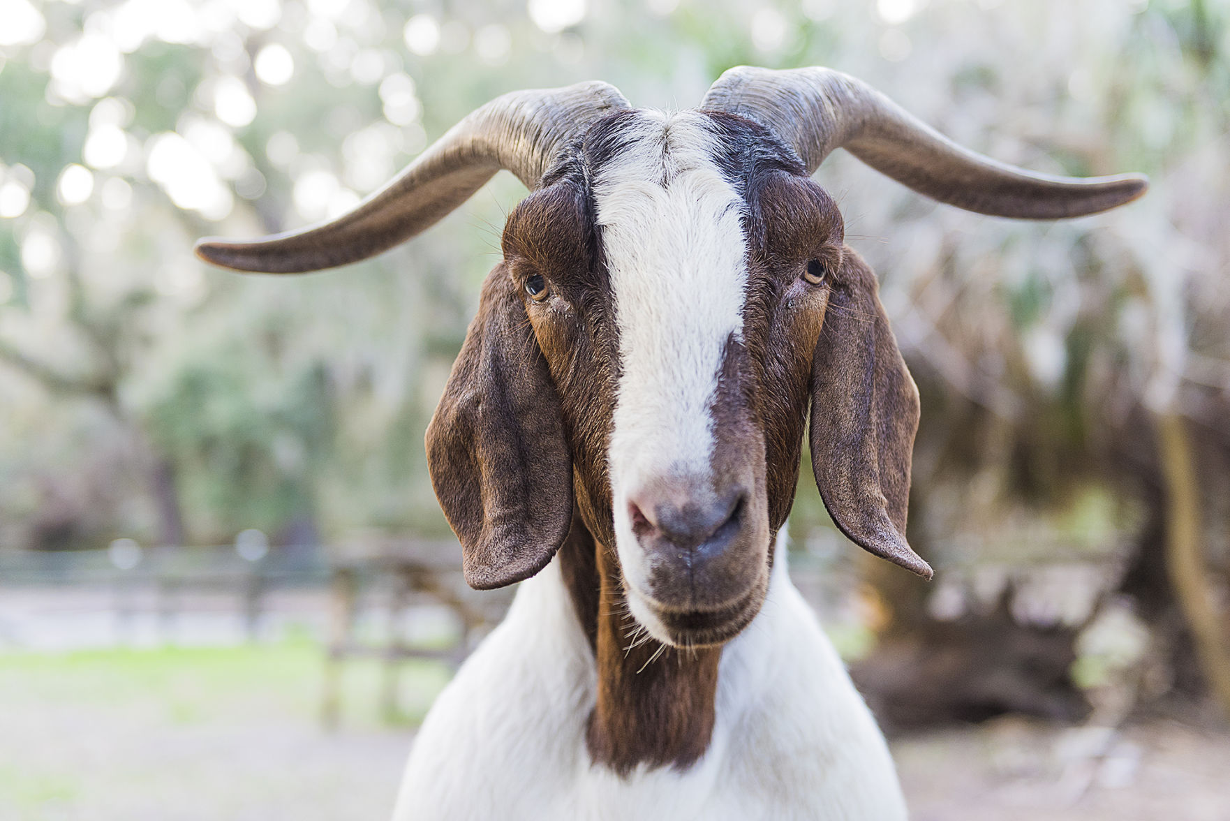 10 activities for animal lovers